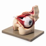 Eye with Orbit Model